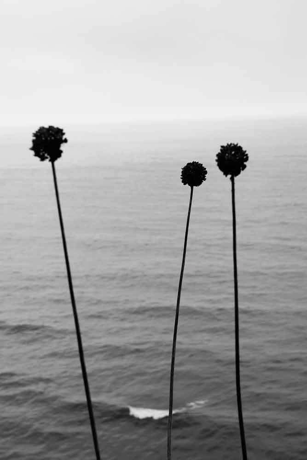 Jessica Backhaus - Fine Art Photography - Indications of the Sea Photograph